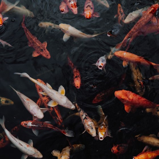 Koi fishes