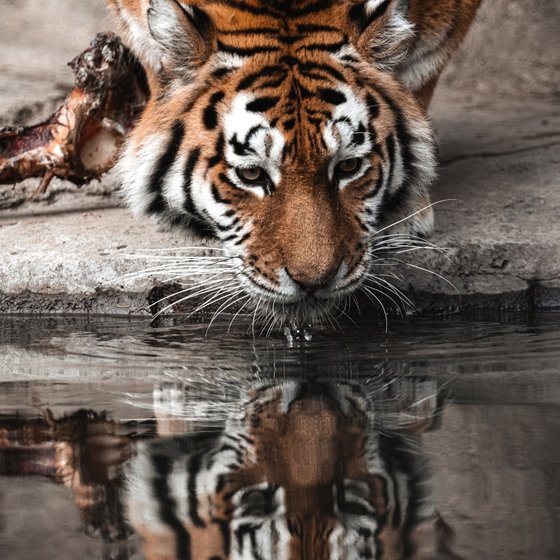 Tiger drinking water